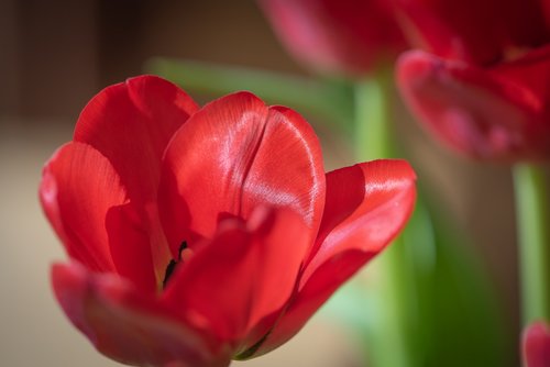 flower  tulip  red