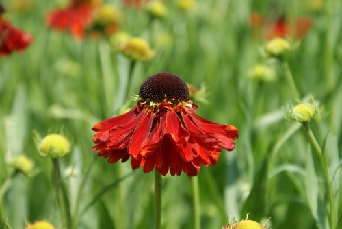 flower  garden  petals