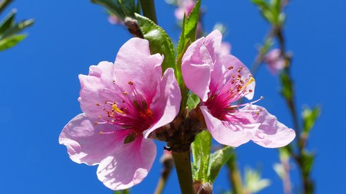 flower  peach  spring