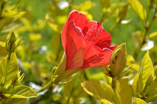 flower  hatching  red