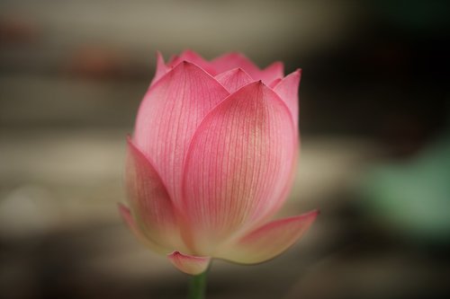 flower  lotus  pink