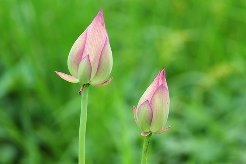 flower  lotus  pink