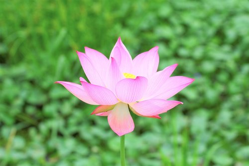 flower  lotus  green