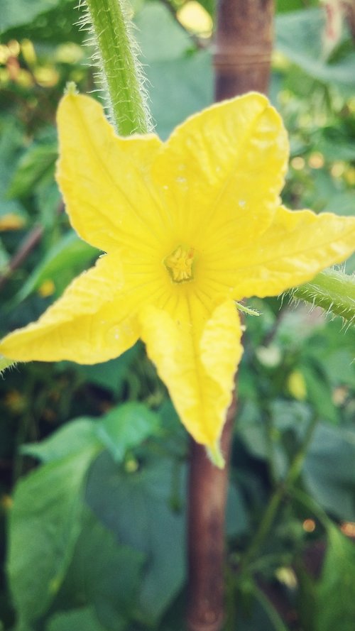 flower  yellow  zucchini