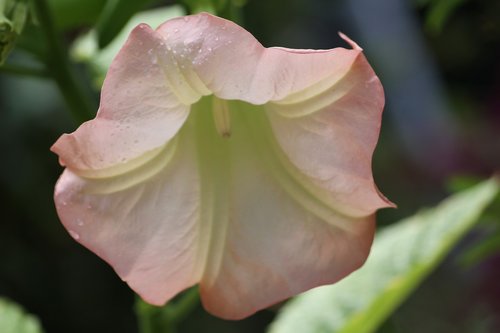 flower  petals  pink and white