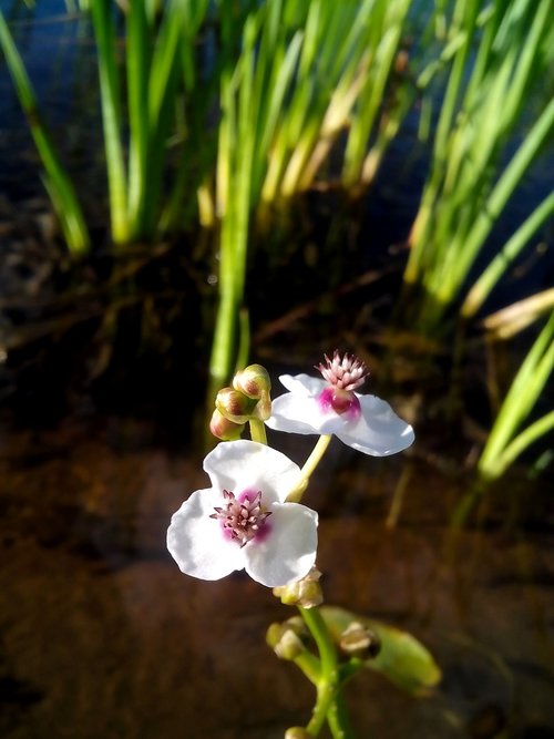 flower  grass  bud