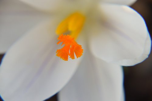 flower  crocus  petals