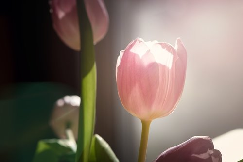flower  tulip  pink