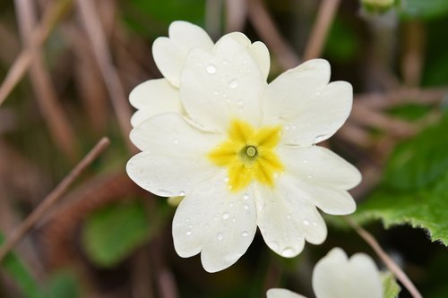 flower  flower primrose  spring