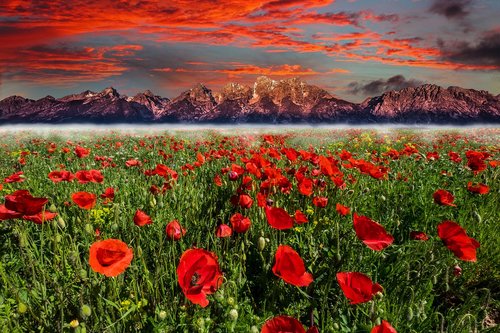 flower  mountain  sunset