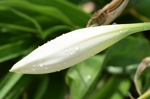 flower  rain  drop