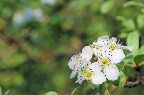 flower  spring  tree