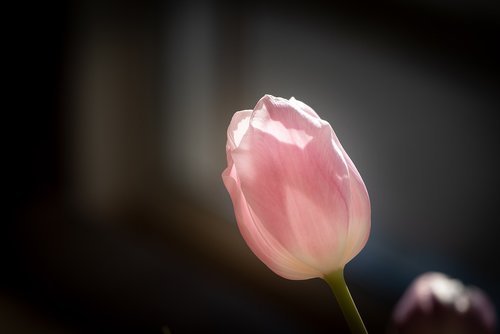 flower  tulip  blossom