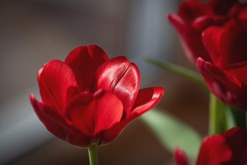 flower  tulip  red