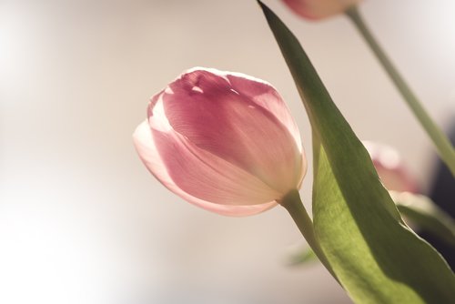 flower  tulip  blossom