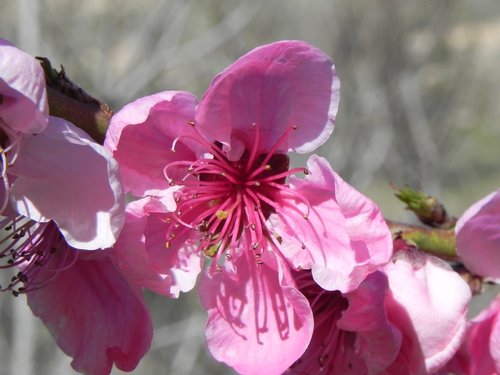 flower  spring  peach