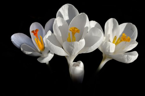 flower  crocus  three