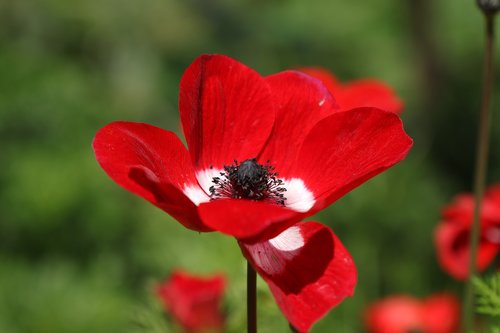 flower  anemone  red