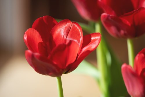 flower  tulip  red