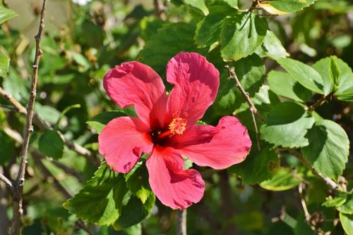flower  hawaii  hibiscus