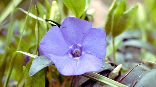 flower  garden  nature