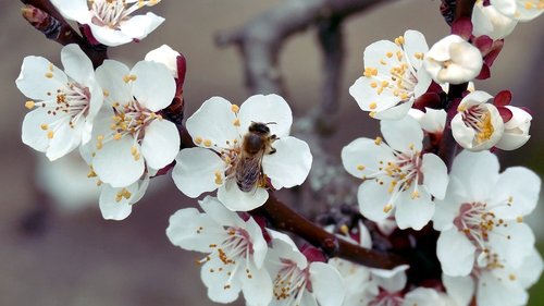 flower  flowers  bee