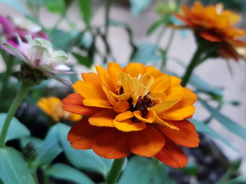 flower  orange  blossom