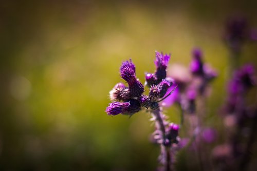 flower  nature  thistle