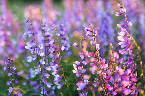 flower  clover  nature