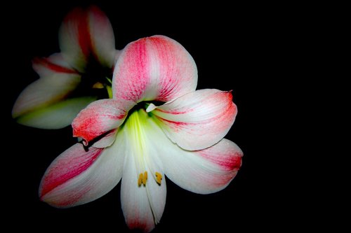 flower  amaryllis  blossom