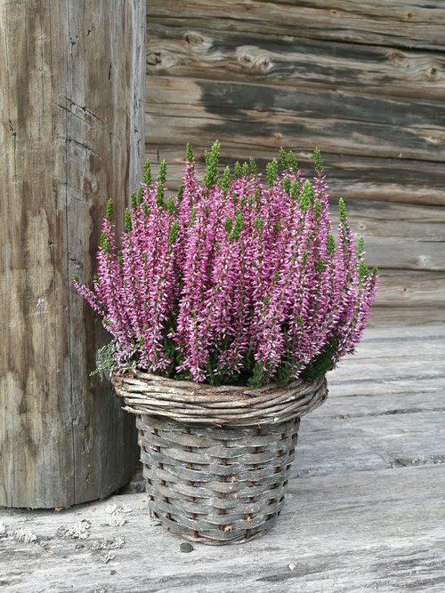 flower  heather  purple