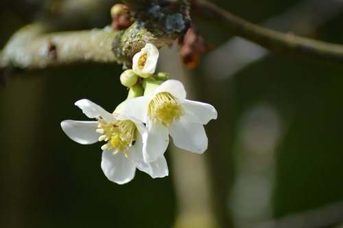 flower  bud  nature