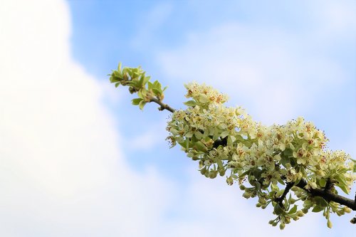 flower  nature  branch