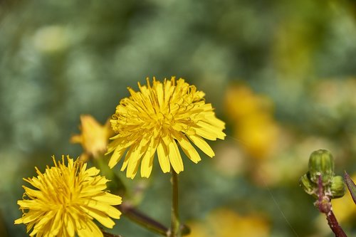 flower  garden  plant