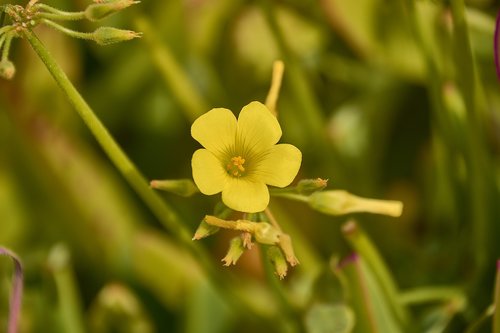 flower  garden  plant