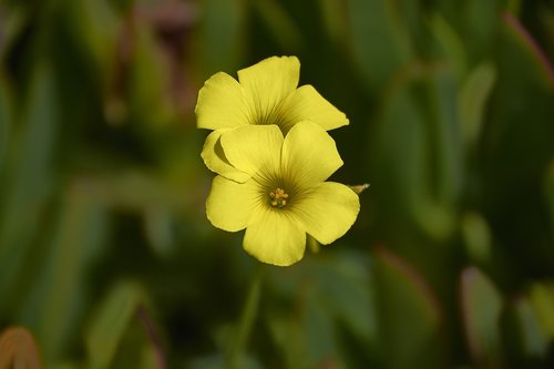 flower  garden  plant