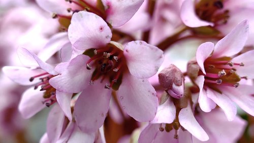 flower  garden  nature