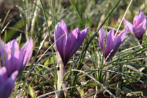 flower  saffron  crocus