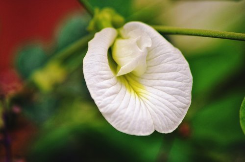 flower  big clover  white
