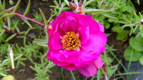 flower  purslane  pink