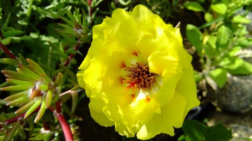 flower  purslane  yellow
