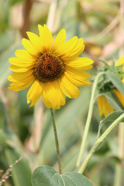 flower  sunflower  summer