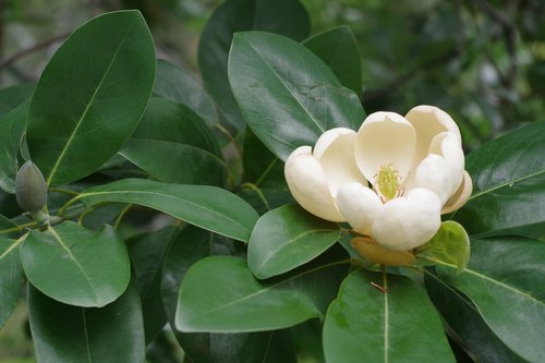 flower  camellia  plant