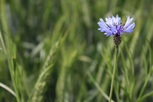 flower  meadow  cornflower