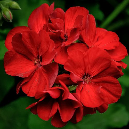 flower red beautiful