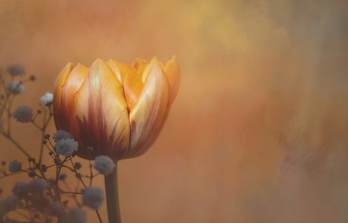 flower  tulip  orange