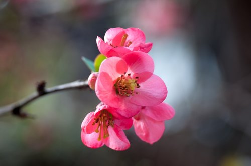 flower  nature  plant