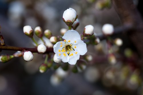 flower  nature  flora