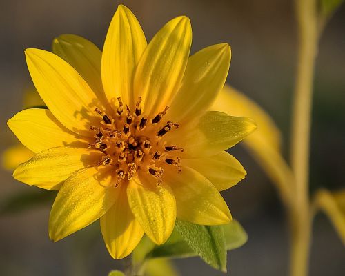 flower yellow sunflower