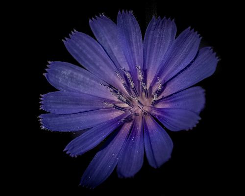 flower blue lilac